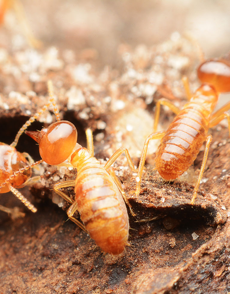 Termites